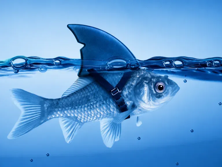 Ein Goldfisch, dem eine Haifischflosse umgebunden wurde